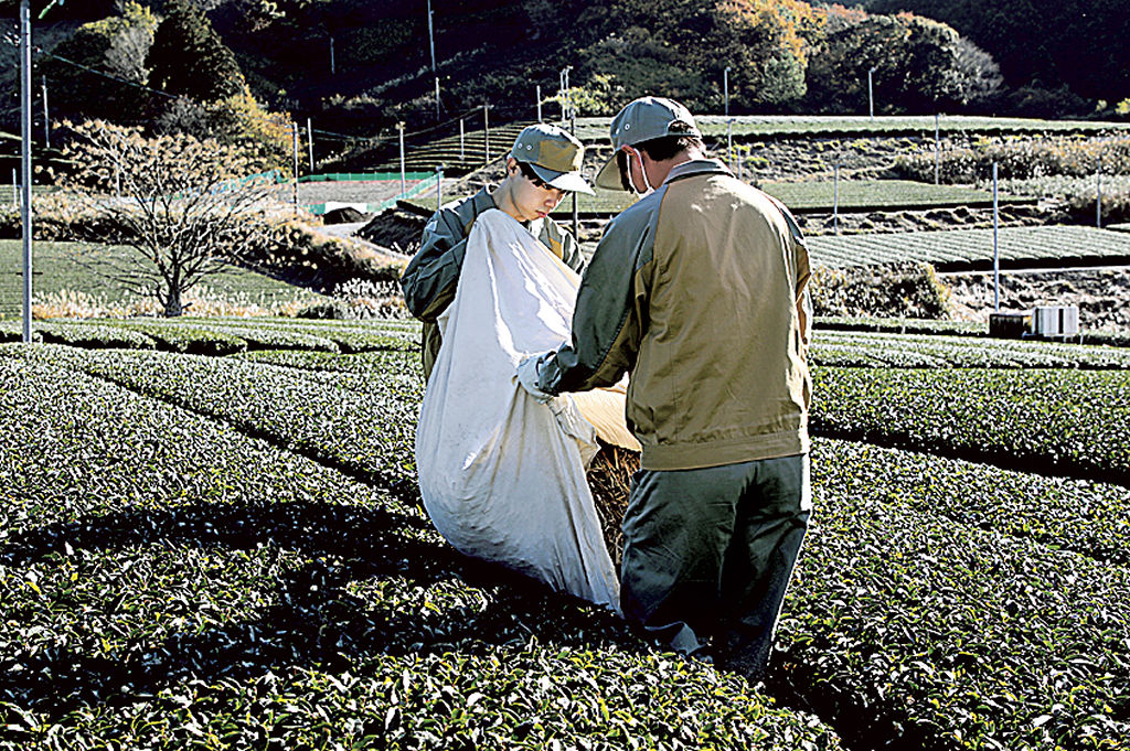 茶草場農法の体験ボランティアを行う新入社員＝掛川市東山