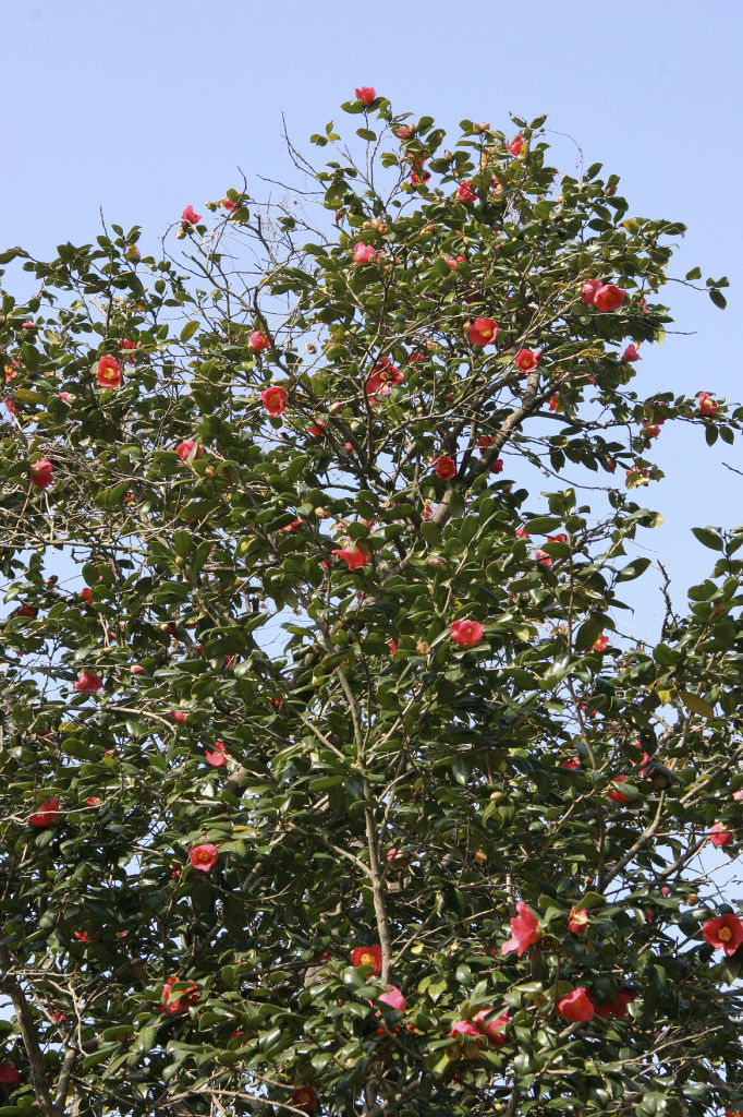 ヤブツバキは常緑の光沢のある葉が特徴。紅赤の花が鳥を引き寄せる＝三島市