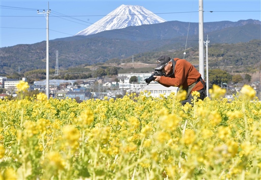 富士山と共演する菜の花＝沼津市の「浮島ひまわりらんど」