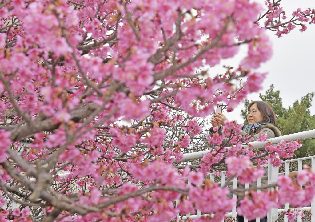 沼津の香貫公園 早咲きの桜、今年も満開｜あなたの静岡新聞