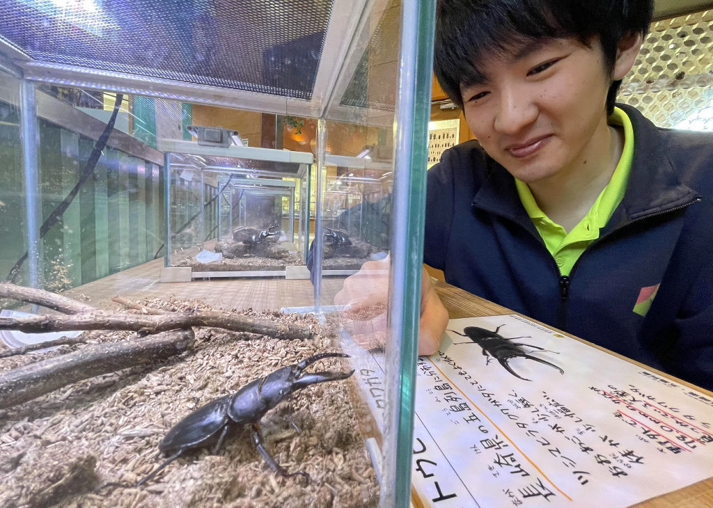日本に生息するクワガタムシを集めた企画展＝磐田市大中瀬の竜洋昆虫自然観察公園