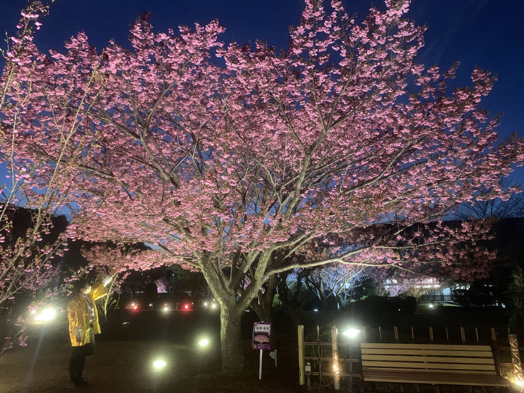ライトアップされて闇に浮かぶ土肥桜＝伊豆市の土肥金山