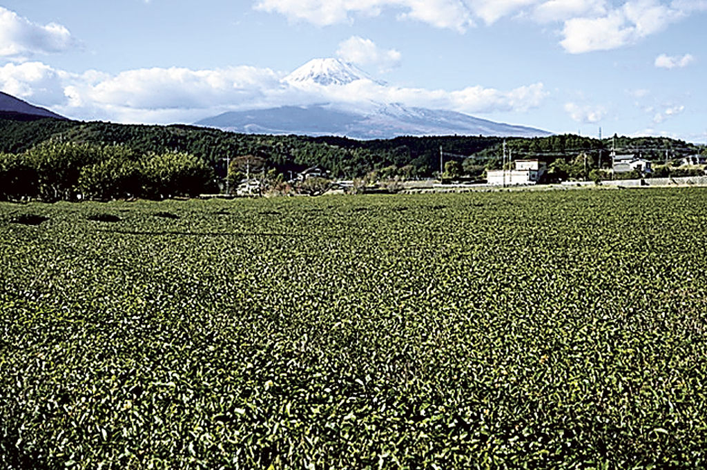 （右）富士山と茶畑の風景は県民になじみ深い＝裾野市