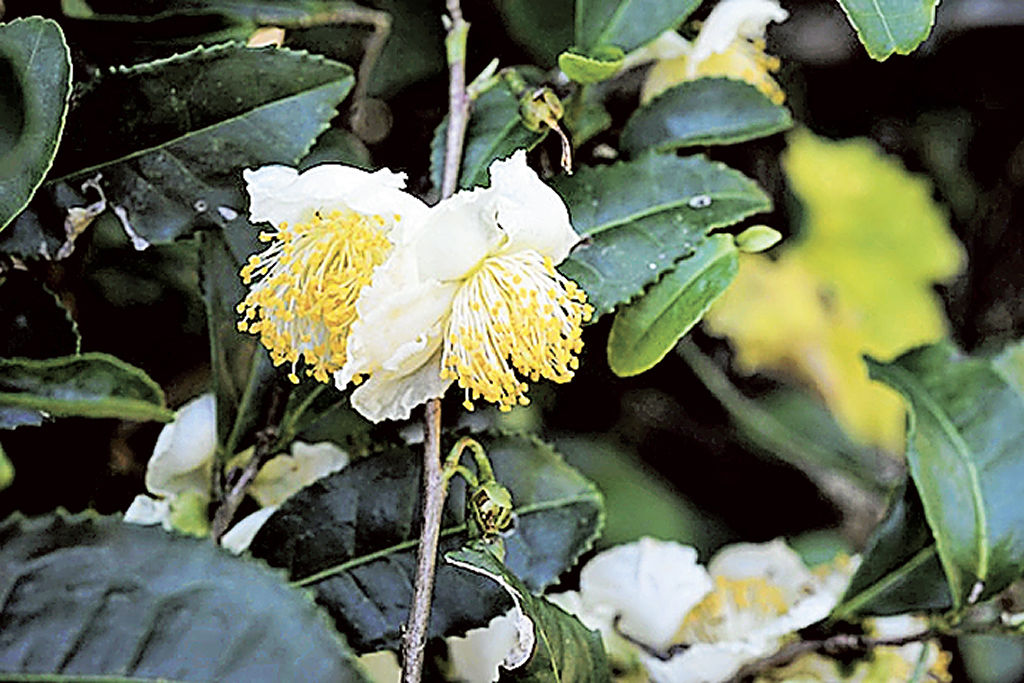 （左）椿に似た白い花を咲かせるチャノキ＝裾野市