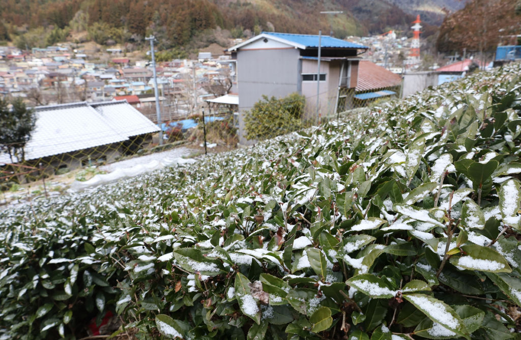 未明に降った雪がかかる茶畑＝２４日午前９時ごろ、浜松市天竜区水窪町