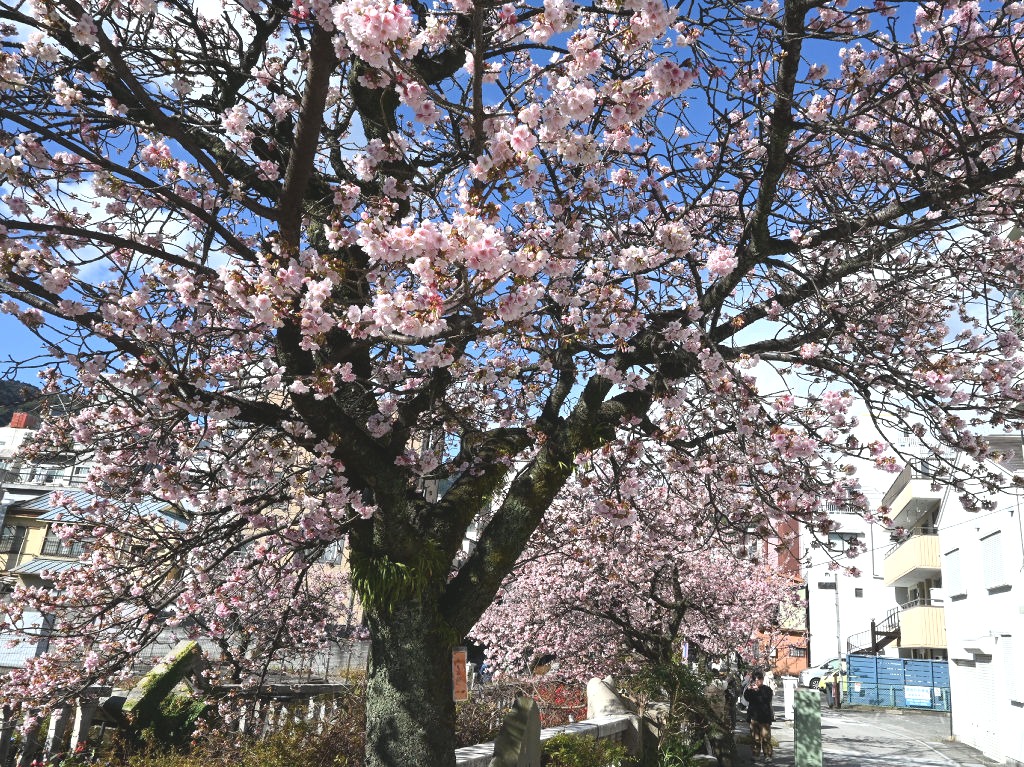 見頃を迎えた早咲きの「あたみ桜」。夜間はライトアップも行われる＝熱海市の糸川沿い