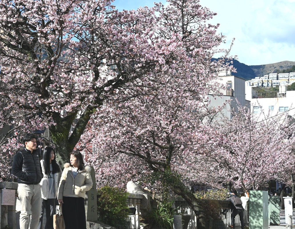見頃を迎えた「あたみ桜」の下で散策を楽しむ行楽客＝熱海市の糸川沿い