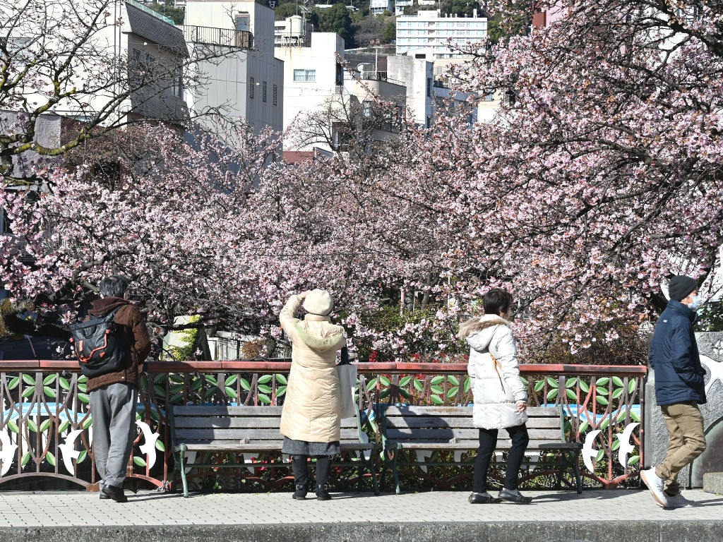 見頃を迎えた早咲きの「あたみ桜」。糸川の両岸に植えられている＝熱海市の糸川橋