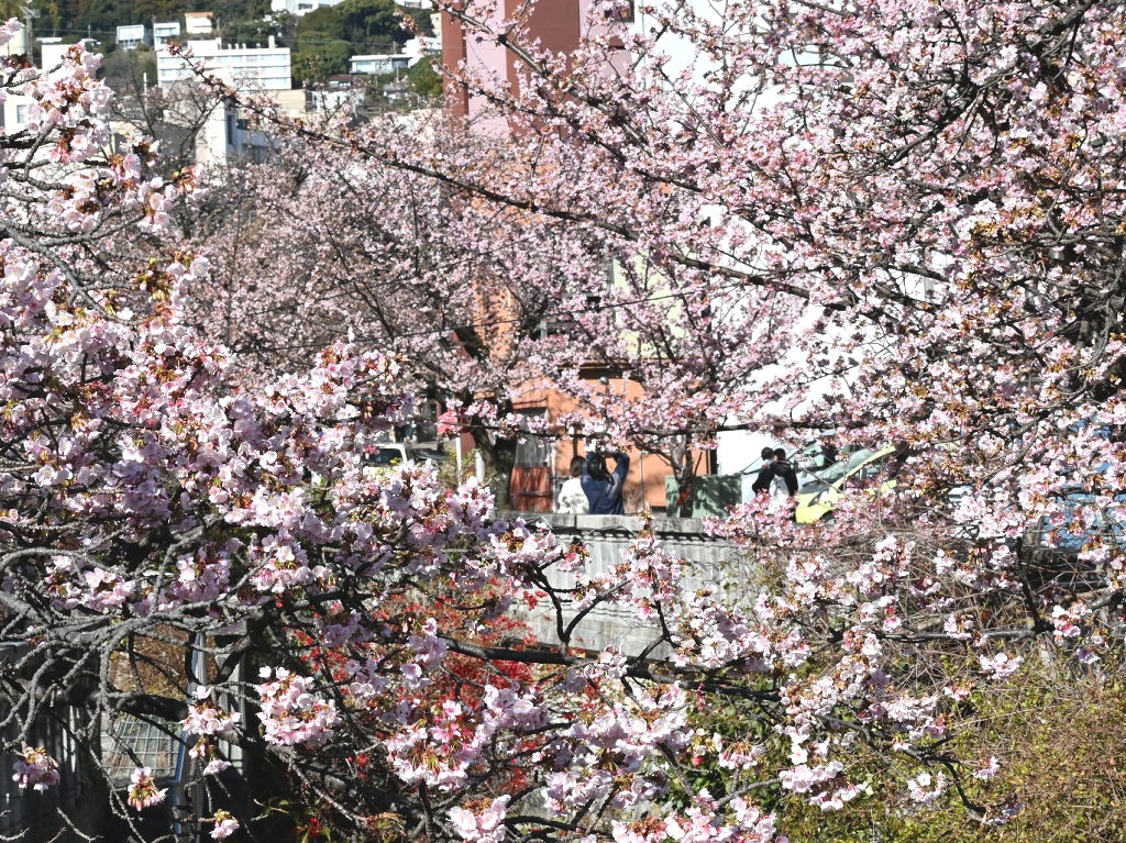糸川沿いで見頃を迎えた早咲きの「あたみ桜」＝熱海市