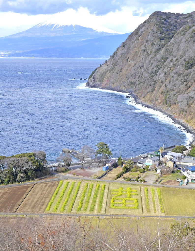 菜の花で作った文字「井田」と富士山＝沼津市井田の煌めきの丘から撮影