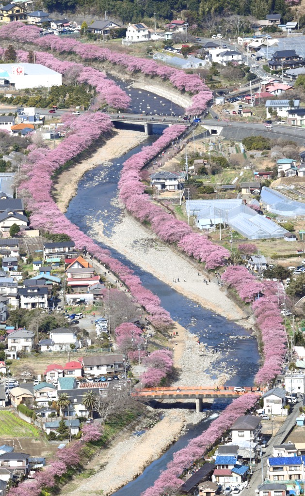 見ごろを迎えピンク色に染まった河津桜＝２０２３年、河津町（静岡新聞社ヘリ「ジェリコ１号」から）