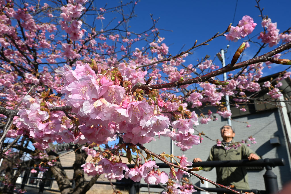 一部の桜は花を開き始めている＝１日午前９時４０分ごろ、河津町