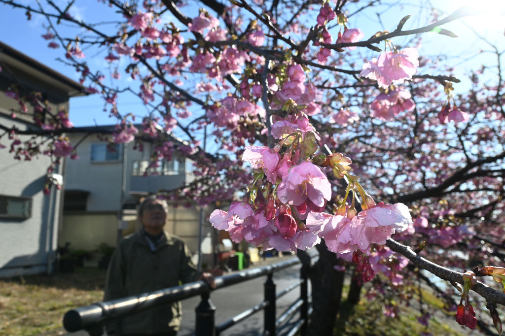 一部の桜は花を開き始めている＝１日午前９時４０分ごろ、河津町