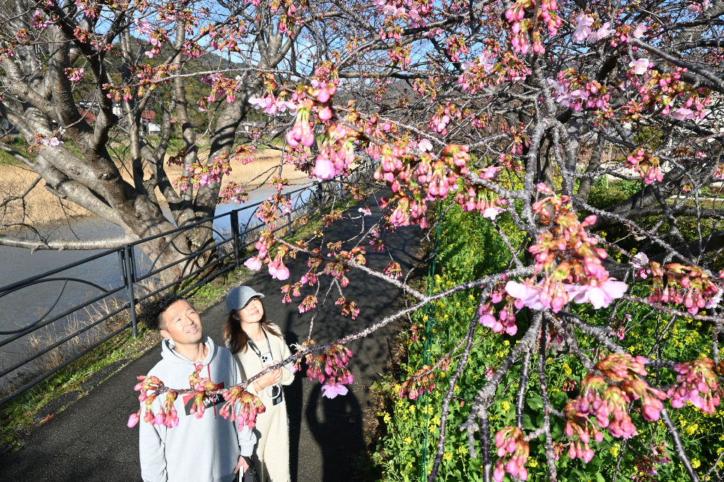 花を開いている桜はまだ少なく、見頃はまだ先になりそう＝１日午前９時半ごろ、河津町