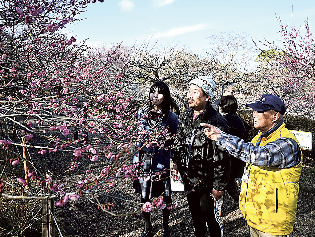 公園内の梅について解説する会員（右）＝富士市の岩本山公園