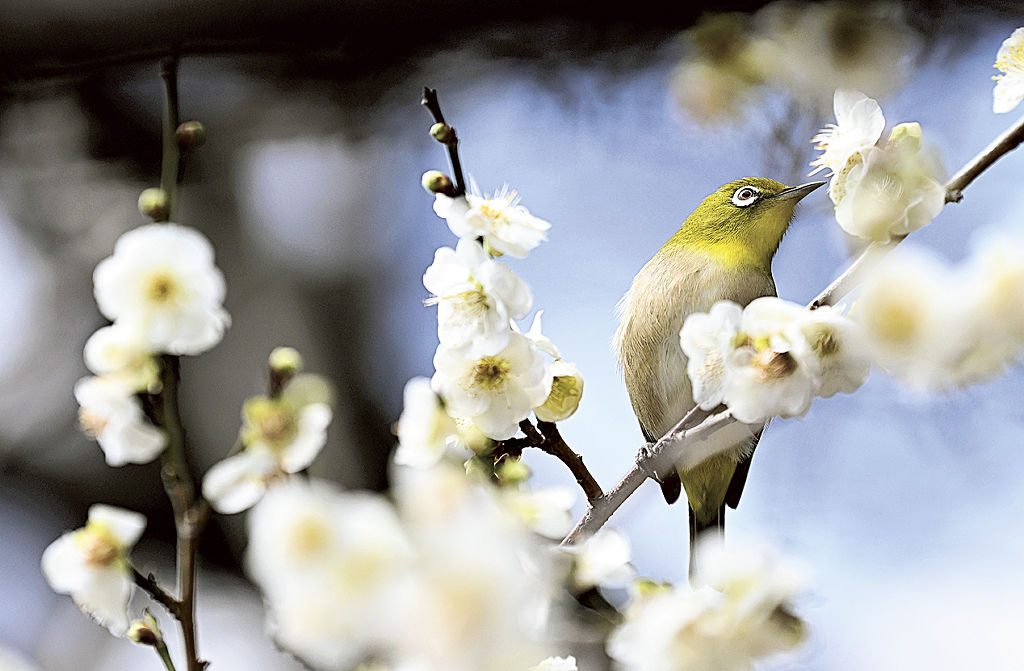 見頃を迎えた梅と蜜を吸いに訪れたメジロ＝浜松市中央区の市緑化推進センター「みどり～な」