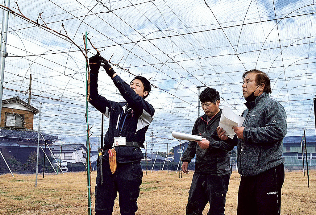 ブドウの冬場の管理作業を農家に指導する岡村さん（左）＝吉田町片岡