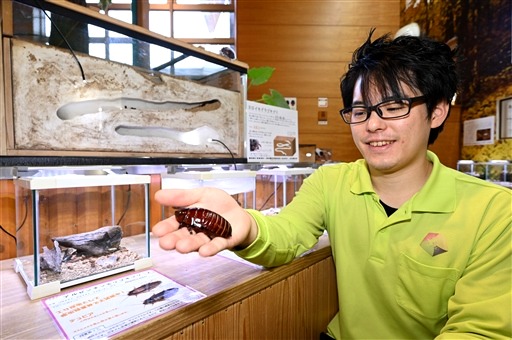 展示するゴキブリを紹介する柳沢さん＝磐田市大中瀬の竜洋昆虫自然観察公園