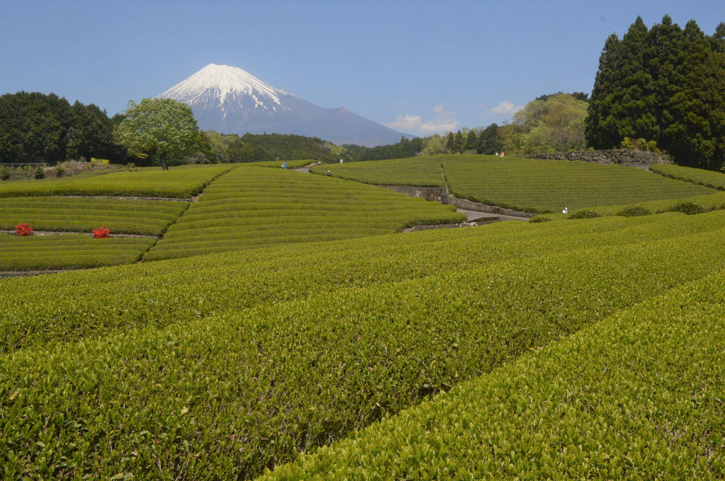 大淵笹場から撮影した富士山