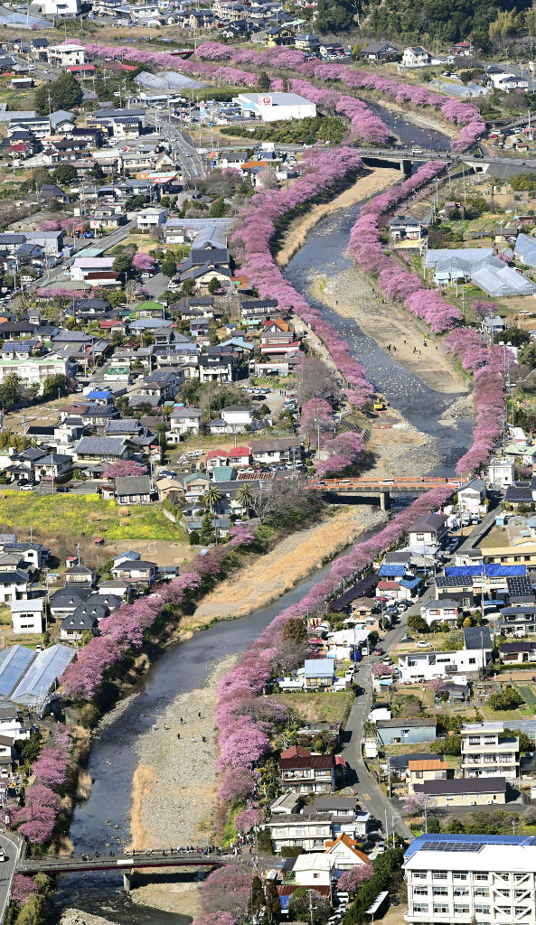 見頃を迎えた河津桜。晴天の下、多くの観光客がピンク色に染まる川沿いの散策を楽しんでいた＝１３日午後、河津町（静岡新聞社ヘリ「ジェリコ１号」から、写真部・二神亨）