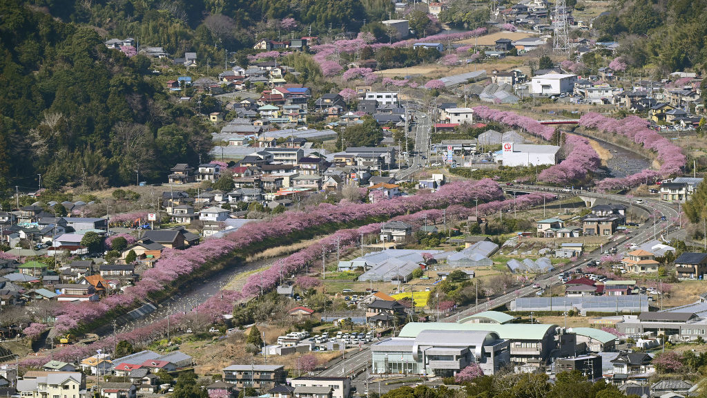 見頃を迎えピンク色に染まる河津桜の並木＝１３日午後、河津町