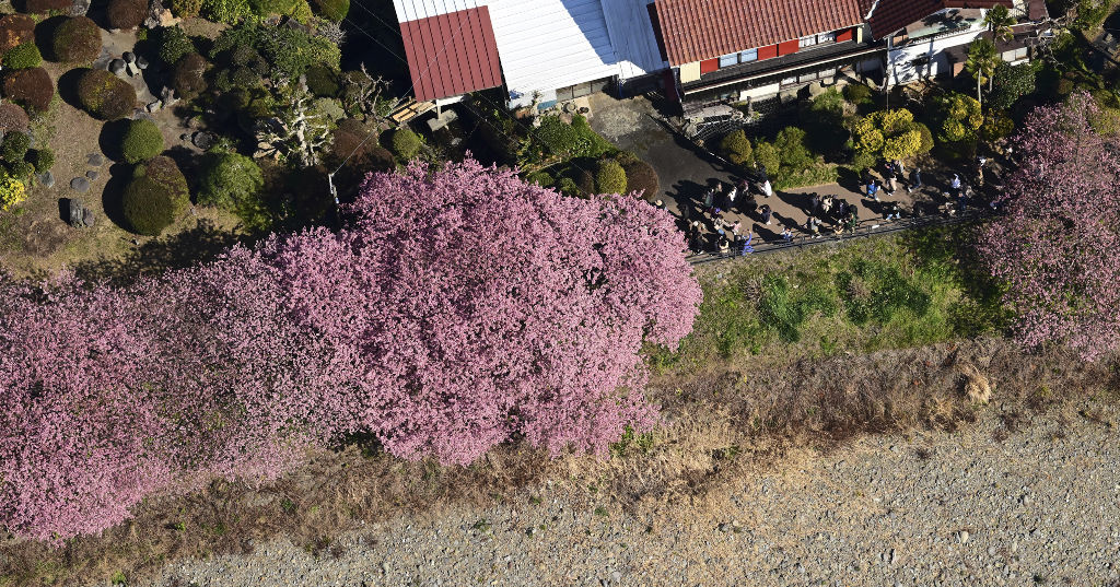 見頃を迎えた河津桜。晴天の下、多くの観光客がピンク色に染まる川沿いの散策を楽しんでいた＝１３日午後、河津町（本社ヘリ「ジェリコ１号」から、写真部・二神亨）