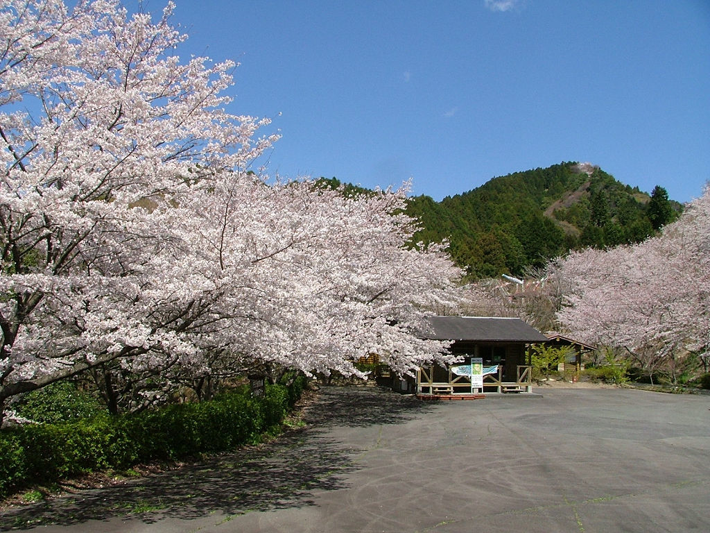 毎年春になると来場者を出迎える満開の桜＝菊川市の火剣山キャンプ場