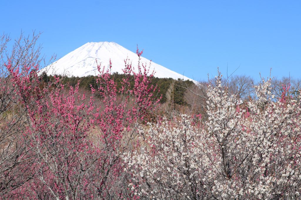 雪化粧した富士山を背景に開花した梅の花＝裾野市の「梅の里」