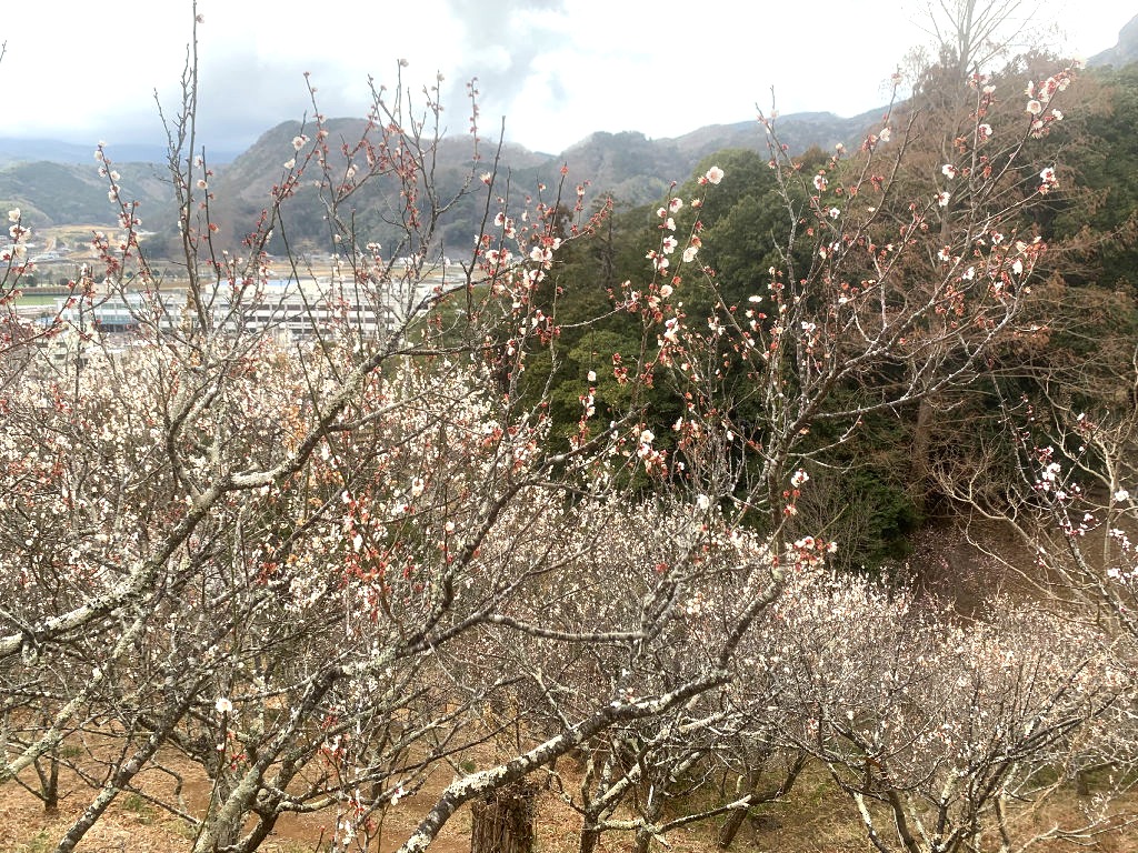 早咲き種の梅が見ごろを迎えた大仁梅林＝伊豆の国市