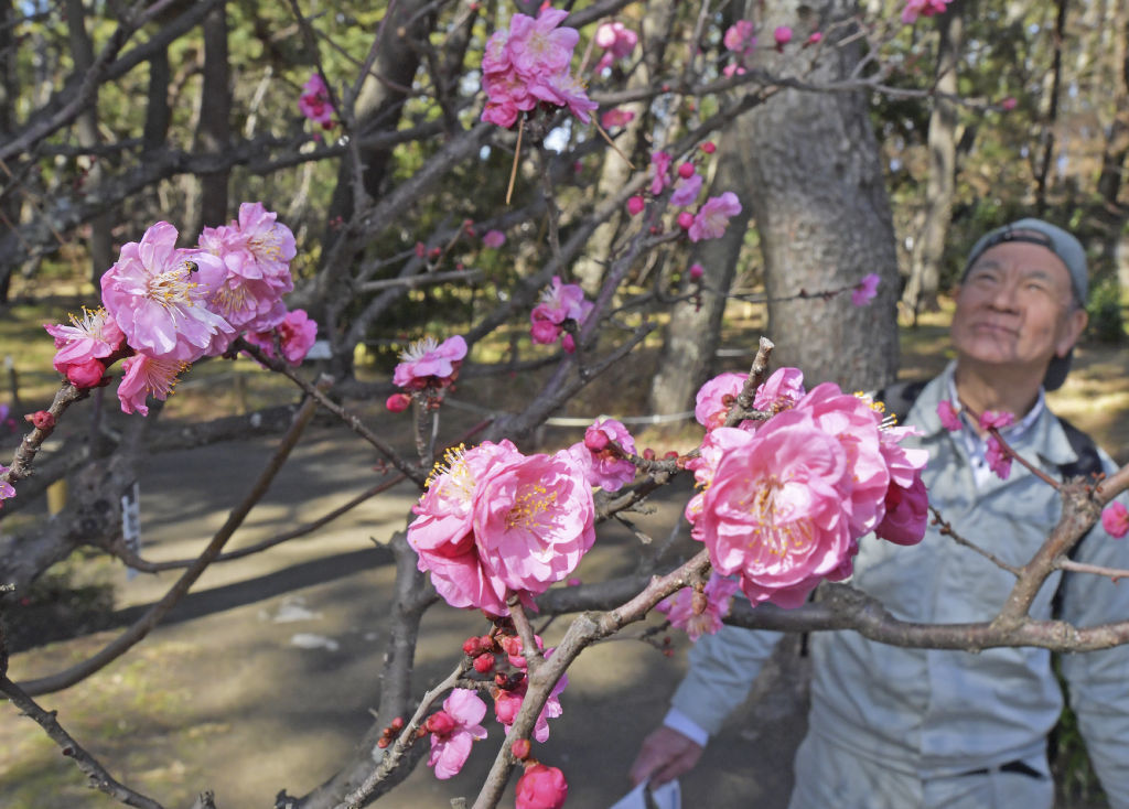 色鮮やかな花を咲かせた梅＝沼津市の沼津御用邸記念公園
