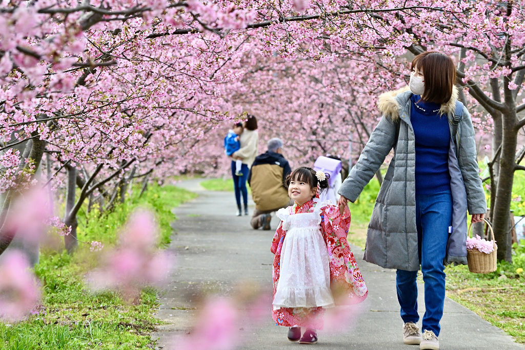 河津桜の花のトンネルを楽しむ親子連れ＝静岡市葵区の麻機遊水地