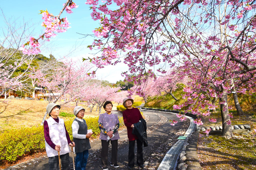 満開を迎えた河津桜。里山を彩っている＝御前崎市のあらさわふる里公園