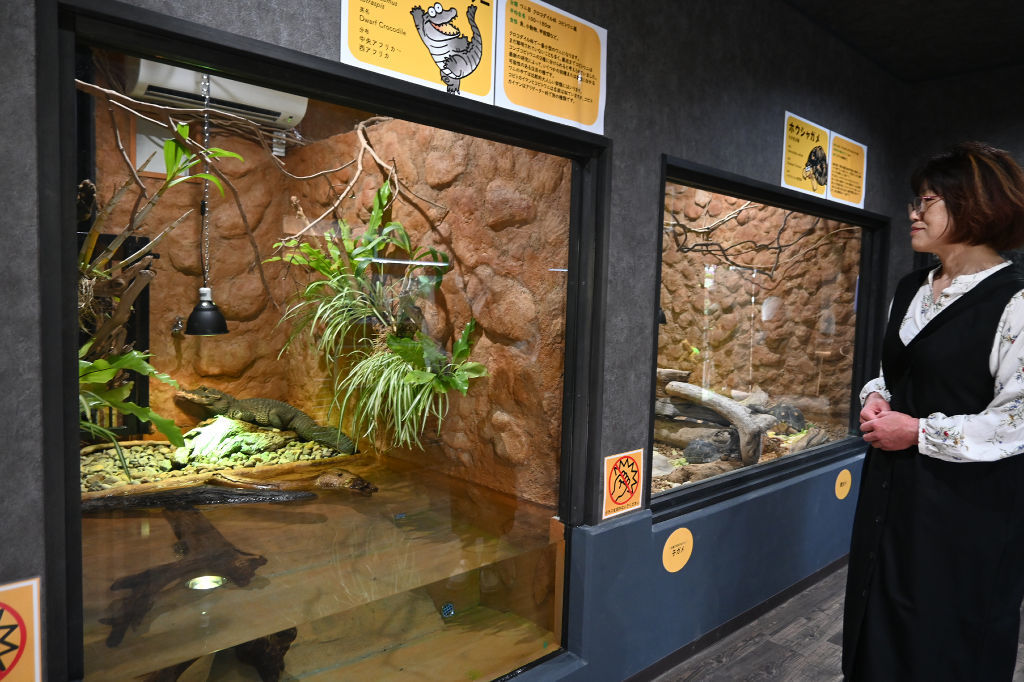 動物の生息地をイメージしたスペースが並ぶ展示室＝東伊豆町の熱川バナナワニ園分園