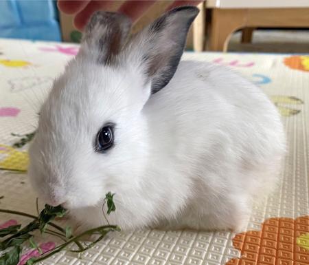 牧草を食べる白ウサギの「ミミ」＝２０２３年１０月、中国・上海（共同）