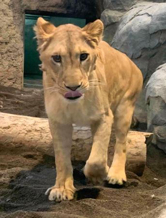 札幌市の円山動物園のライオン「クレイ」。雌だったことが判明した＝２月（同園提供）