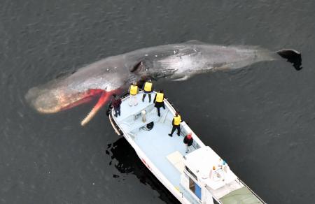 堺市の大阪湾内で漂流していたクジラ。現地調査で死んでいるのが確認された＝２月１９日