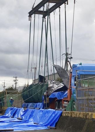 埋設のため海から引き揚げられたクジラ＝２月２２日、堺市