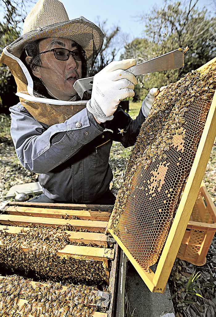 越冬したミツバチの状態を確認する河村充代表＝４日午前、牧之原市