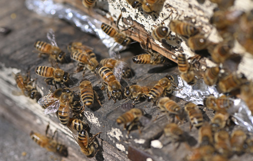 巣門から出入りするミツバチ＝４日午前、牧之原市（写真部・宮崎隆男）