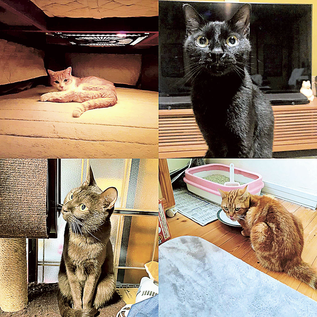 藤原さんの捜索活動で無事に保護された猫たち＝同
