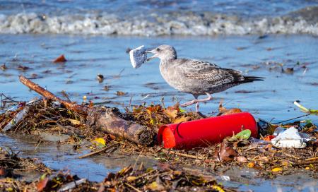 プラスチックなどがたまった米カリフォルニア州の河口付近でごみの破片をくわえるカモメ＝２０２２年１２月（ゲッティ＝共同）