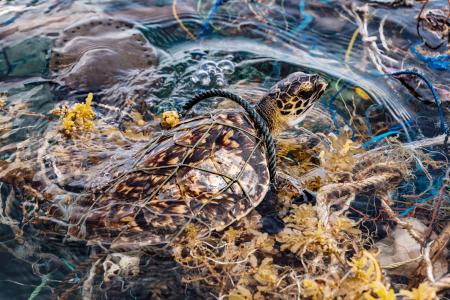 インドネシア沖で漁網に絡まったタイマイ。海に投棄された漁網などのプラスチック製漁具は、長期にわたり生物を脅かす＝２０２２年６月（ゲッティ＝共同）