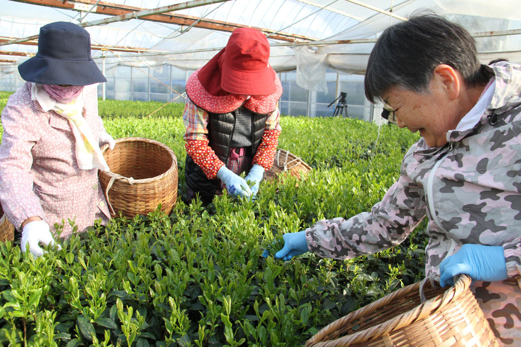 県内の先陣を切って行われた新茶の初摘み＝８日午前８時５分ごろ、島田市阪本