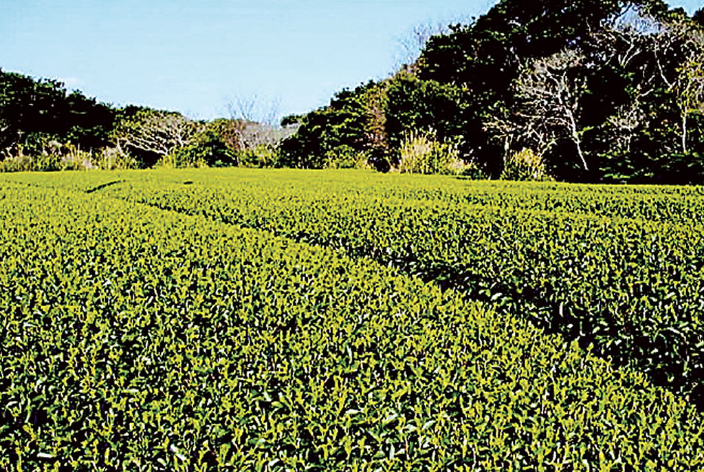 順調に生育が進む種子島一茶＝３月上旬、鹿児島県種子島
