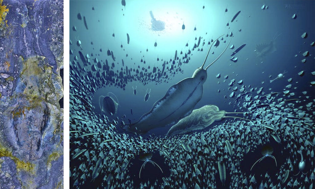 （左）最古の肉食動物の可能性がある化石（Ｊａｋｏｂ　Ｖｉｎｔｈｅｒ提供）（右）遊泳する姿の想像図（Ｂｏｂ　Ｎｉｃｈｏｌｌｓ／＠ＢｏｂＮｉｃｈｏｌｌｓＡｒｔ提供）