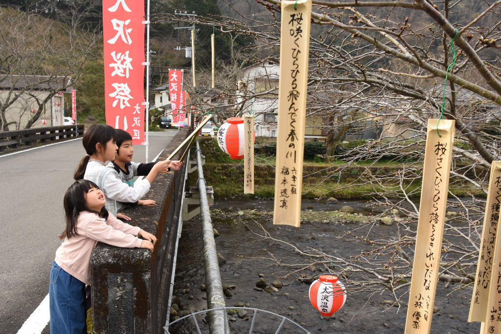 俳句の揮毫された竹短冊を桜の枝に飾り付ける子どもたち＝松崎町大沢
