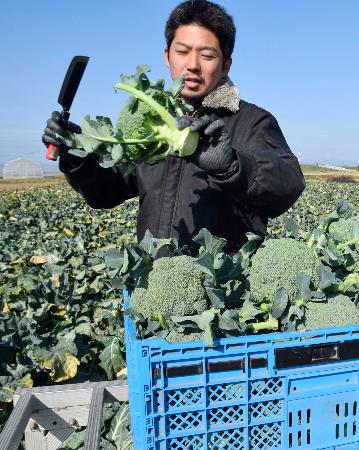 ブロッコリーを収穫する農家の矢内源太さん＝２月、埼玉県深谷市