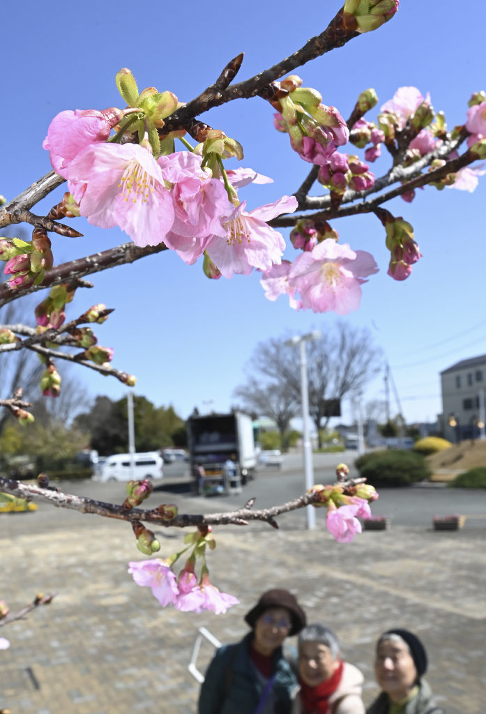 名前を募集している新品種の桜＝浜松市中央区のはままつフラワーパーク