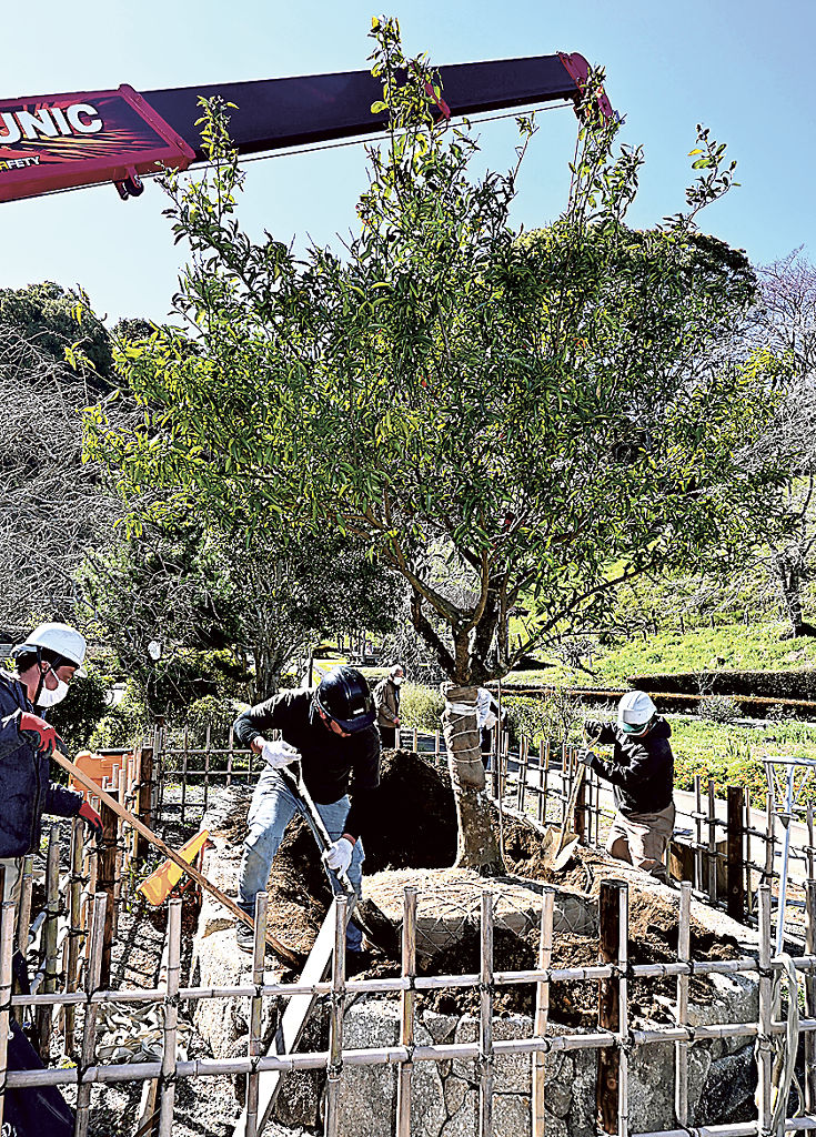 徳川家康ゆかりのミカンの木を移植する関係者＝藤枝市の蓮華寺池公園
