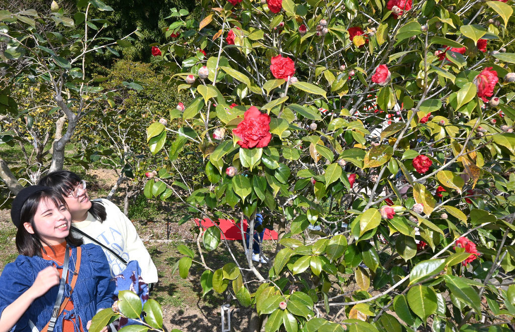 開花したツバキの花を楽しむ来場者＝藤枝市岡部町の玉露の里椿園